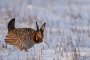 Great Prairie Chicken