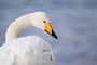 Whooper Swan