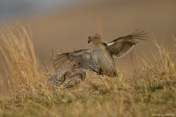An unexpected morning – Sharp-tailed grouse