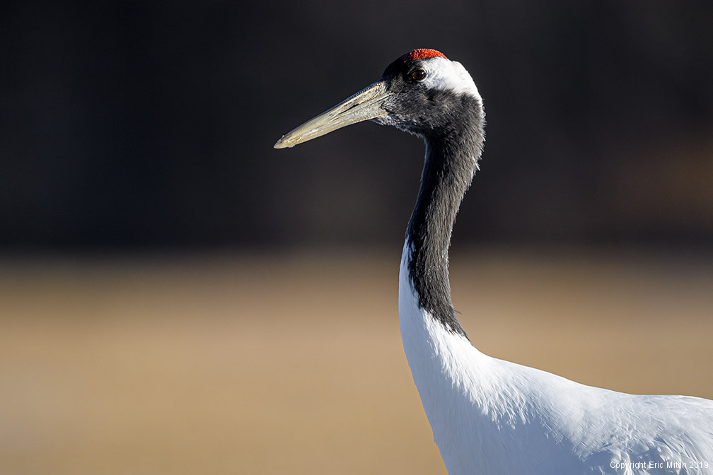 The head shot – Red-crowned crane
