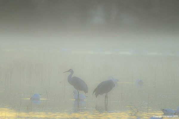 Birds in the Mist