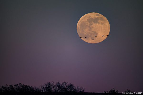 Moon over Bosque