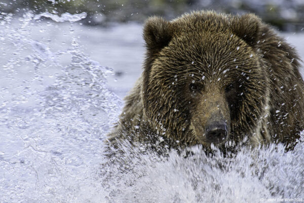 The Bears
