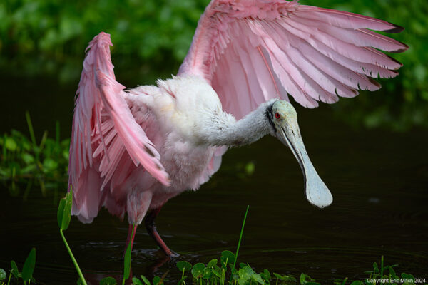 From Muddy Marshes to Majestic Flight: The Evolution of Spoonbill Habitat in Florida 