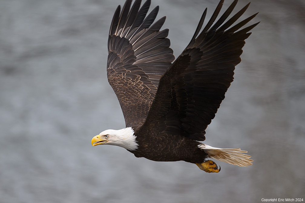 Eagle Watching along Mush Bay Shoreline