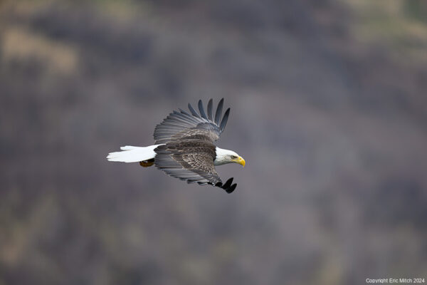 Spring 2024 Kodiak Wildlife Photography