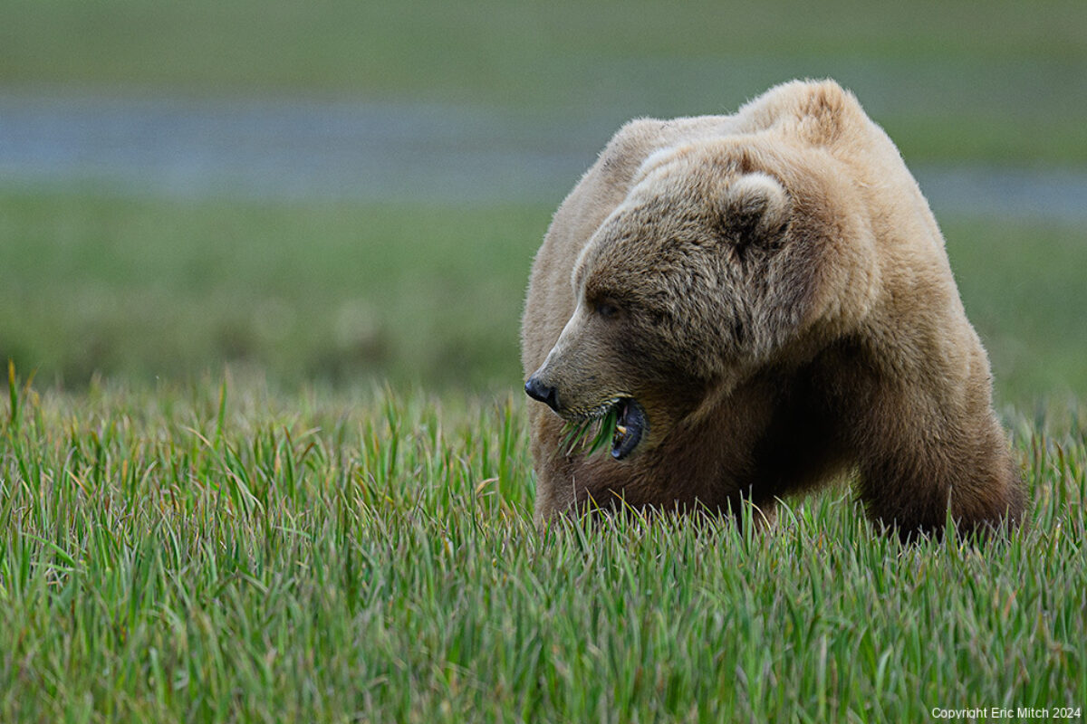 Breathtaking Wildlife Photography in Kodiak Alaska: Capturing Bears on Mush Bay