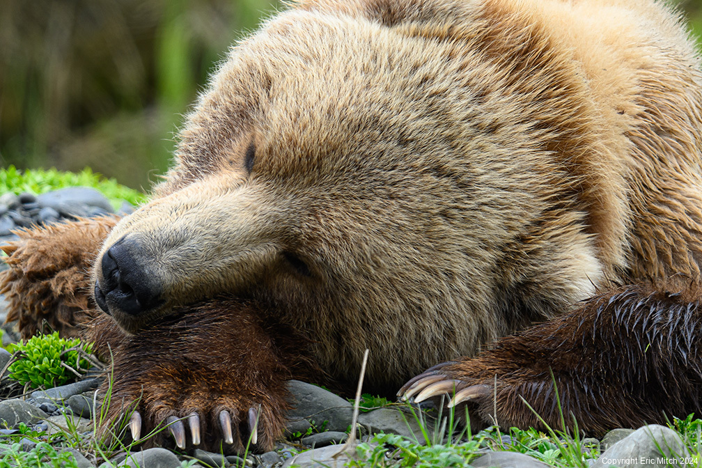 Brown Bear Naptime at Uganik River, Kodiak, Alaska