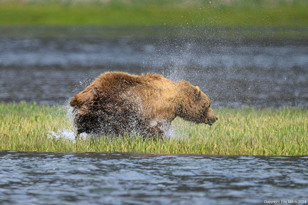 Wet Bear