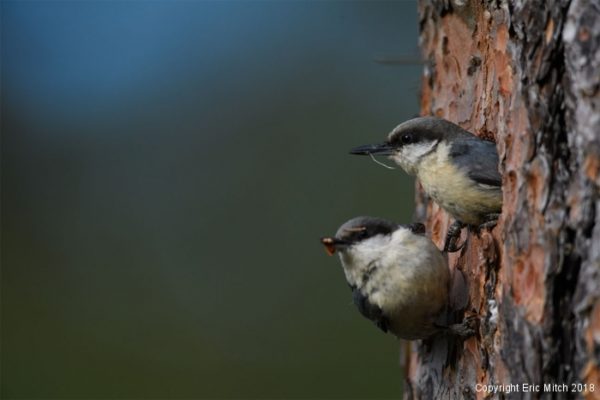 Busy bees – The Pygmy Nuthatch